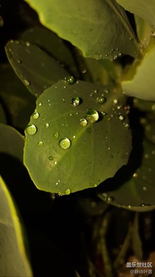 雨露