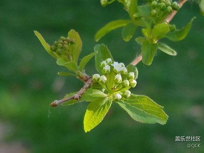 花开季节