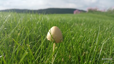 蘑菇