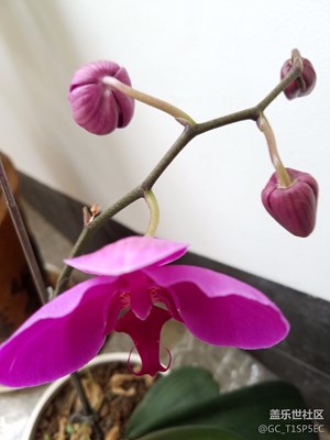 蝴蝶兰（专业模式拍推摄）