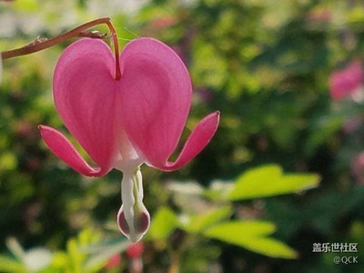 合薄花