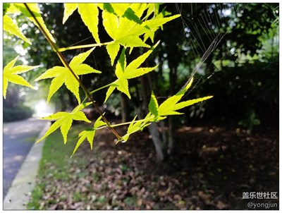 好天气