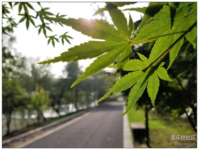 树叶