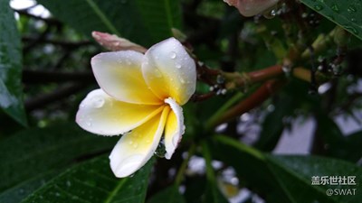 雨中的鸡蛋花