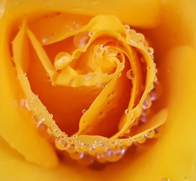 花语