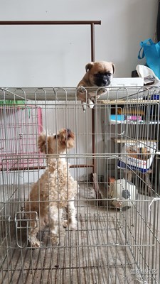 拍吧