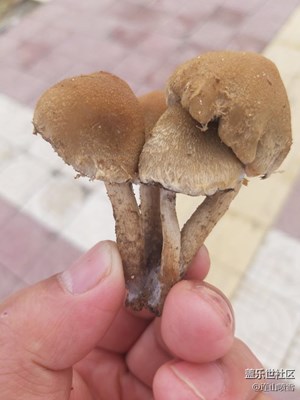 这种蘑菇有毒吗
