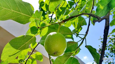 青涩（苹果）