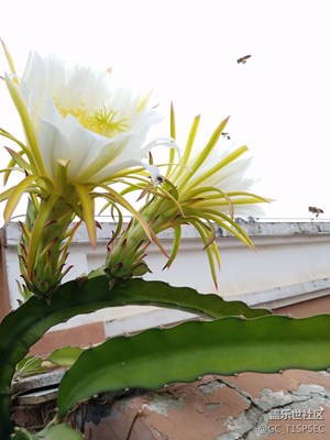 这么早蜜蜂就忙过端午节。