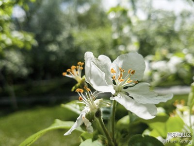 苹果花