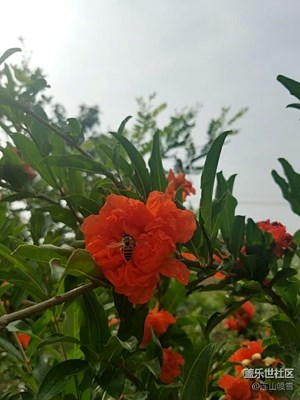 蜜蜂