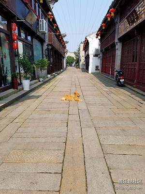 好狗不挡道