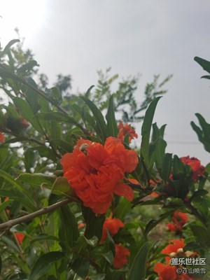 辛勤的小蜜蜂