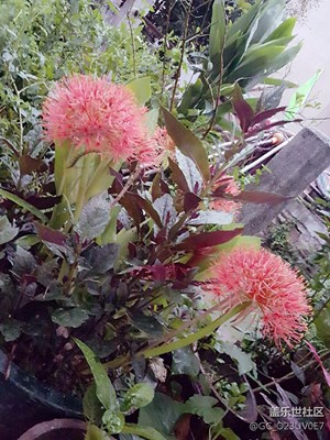 今天看到这个花