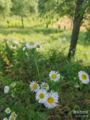 路边的野花看看就好