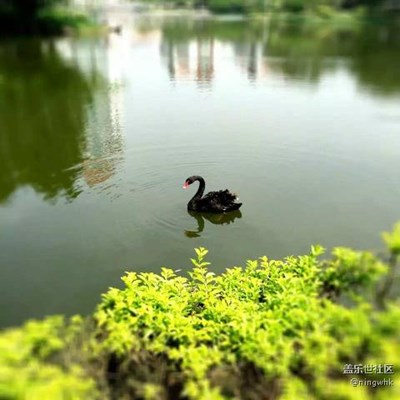 黑天鹅