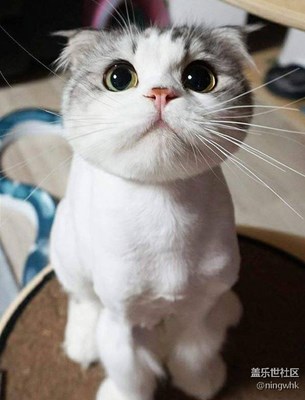 猫咪