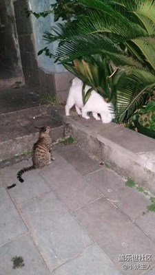 你看过猫看狗拿耗子吗？