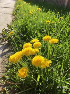 花卉