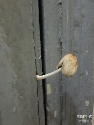 谁能想到 宿舍门上居然潮得长了蘑菇