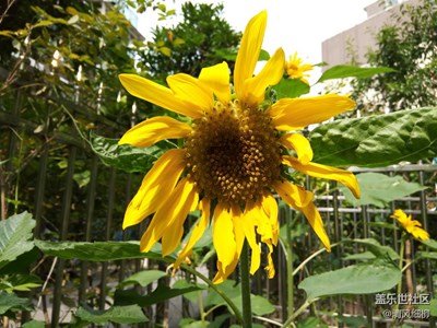 庭院里的太阳花