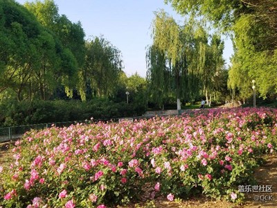 草原黄花