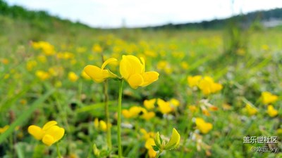 小黄花