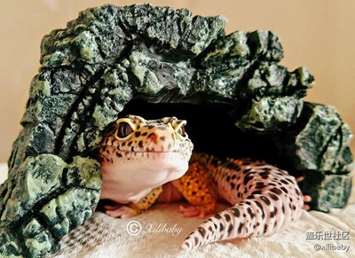 霸气侧漏的呆萌