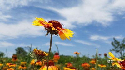 花开一瞬。