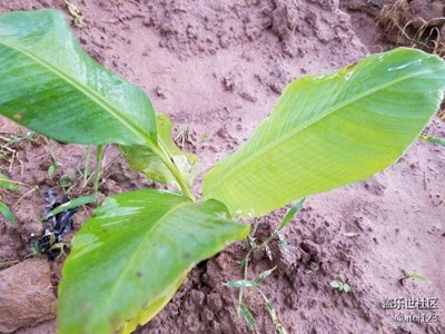 雨游祖国西南边境西双版纳勐腊县香蕉种植基地