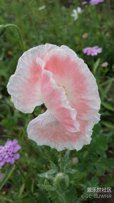 偶遇,小花
