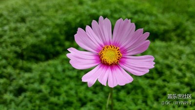 格桑花开