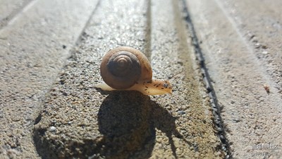 上班路上的小蜗牛