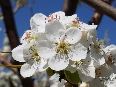 梨花节