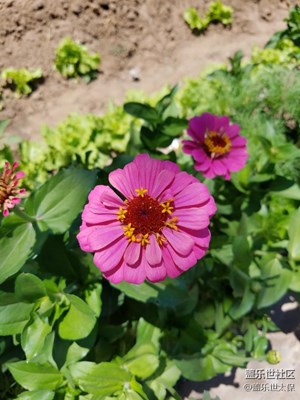 夏花