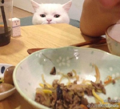 萌猫咪