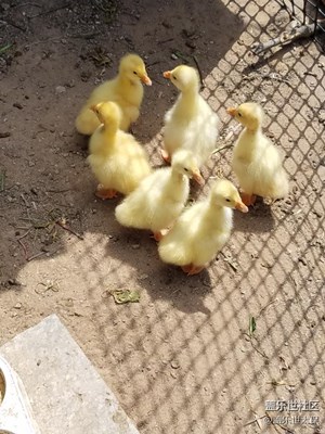 小鹅长大了