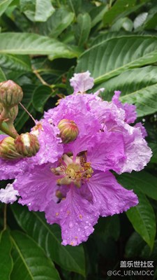 雨中花