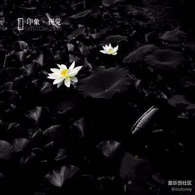 小荷印象