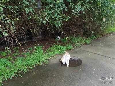 路边的猫