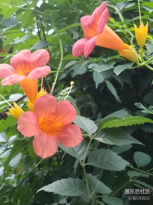 牵牛花爬满墙啦