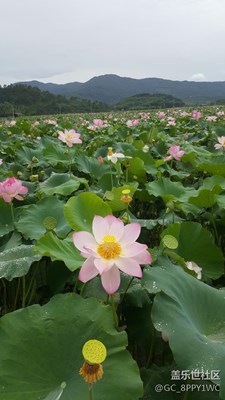 出淤泥而不染，N5拍美图。