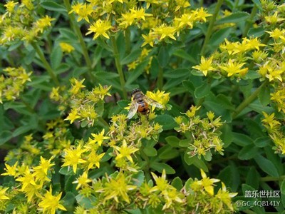 蜜蜂与花露