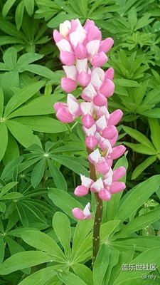 太阳岛公园花卉