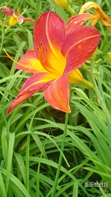 太阳岛公园花卉