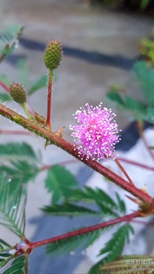 含羞草开花