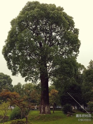 一颗大树