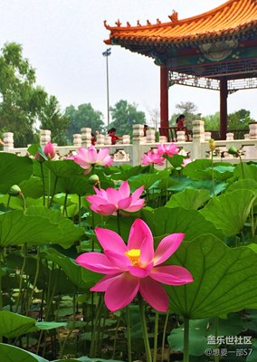 荷花随后拍4