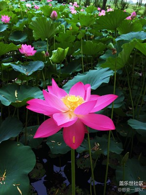 荷花随手拍2