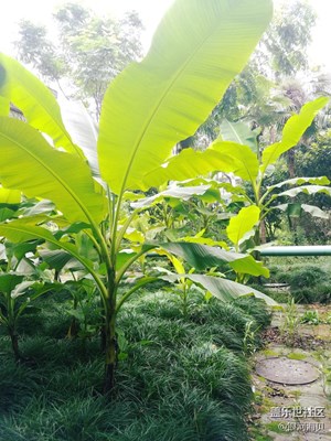 红了樱桃,绿了芭蕉